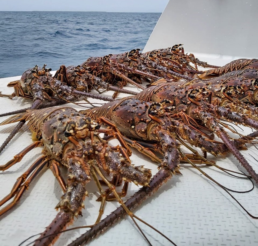 dark orange, red, brown, lobsters that were caught during Belize's lobster hunting season are displayed in a row on the back of a catamaran boat. 
