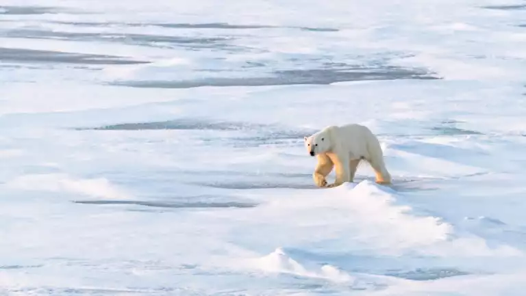 Lone polar bear with white fur walks over snow & ice at dusk, seen on a Charcot North Pole Expedition cruise.