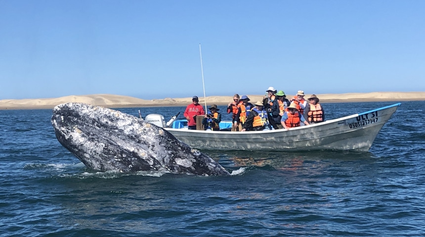 from a metal panga boat, a group of travelers in life jackets and hats watch a gray whale breach the ocean surface in Baja.