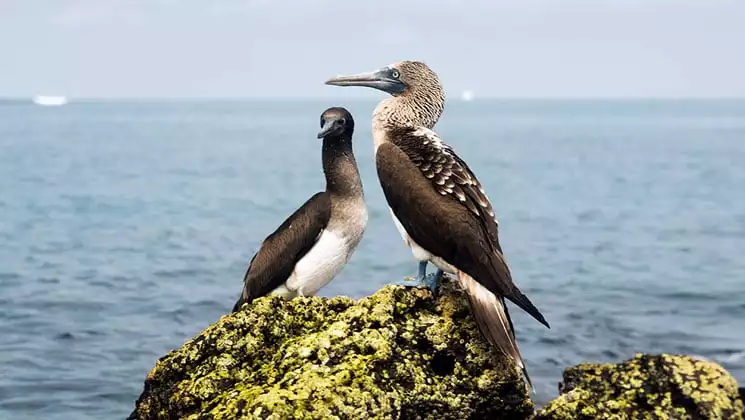 Blue-footed booby birds stand on a bright-green-moss-covered rock overlooking calm turquoise waters in Galapagos.
