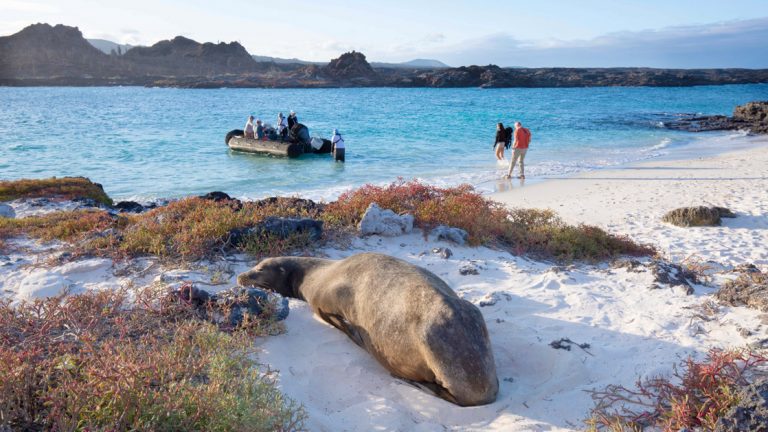 While cruising the Galapagos isles on the Aqua Mare Galapagos Cruise you will take excursions ashore to see the local wildlife