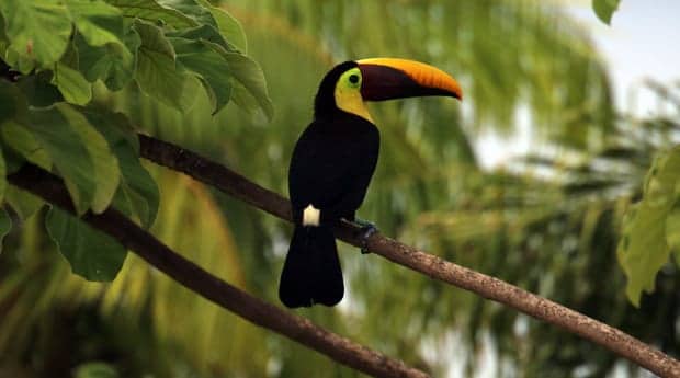 Toucan perched on a branch in Costa Rica.