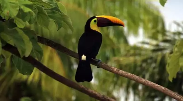 Toucan perched on a branch in Costa Rica.