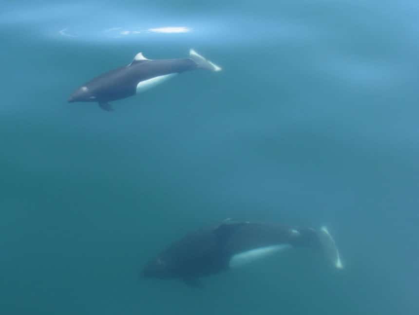2 Dall's porpoises with black bodies & white-tipped fins & stomach swim just beneath the water's surface, seen while whale watching Alaska.