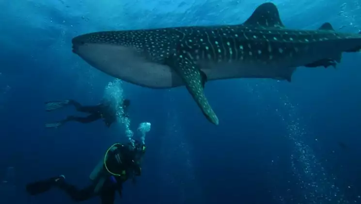 2 divers swim underneath a giant whale shark with leopard spots & a white belly on a dive departure of a Calipso Galapagos cruise.