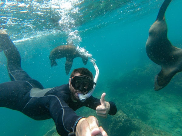 A man in a wetsuit has his thumb up blowing bubbles while snorkeling with two sea lions on a Galapagos cruise