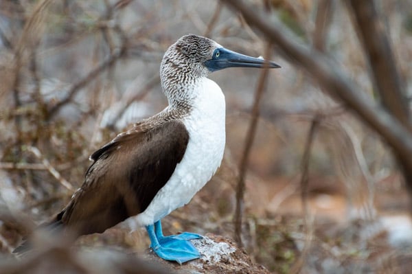 A blue-footed boobie seen side profile up close on a Galapagos cruise
