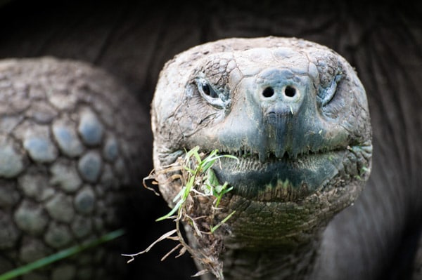 A Galapagos giant tortoise close-up of its face with grass dangling from its closed mouth.