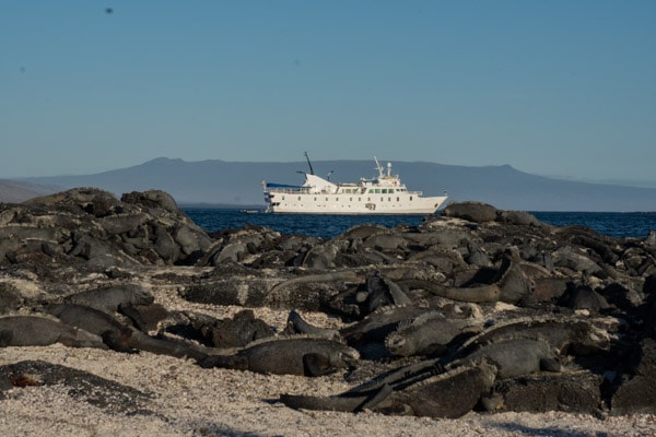 A white colored small Galapagos cruise ship seen in the ocean behind dozens of grey marine iguanas on the shore.