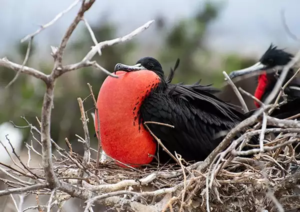 A closeup of a frigatebird with its bright red gullar sack out to attract a mate seen on a Galapagos tour.