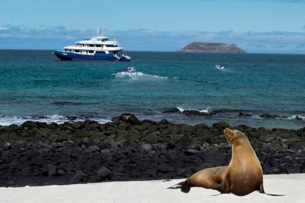 A Galapagos seal poses on a white beach with rocks and a small ship with two zodiacs in the background.