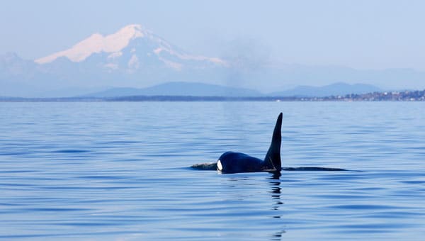 An black orca whale with a white spot around its eye is swimming at the surface of the water in front of a snowcapped mountain peak.