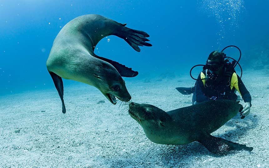 galapagos scuba diving day trips