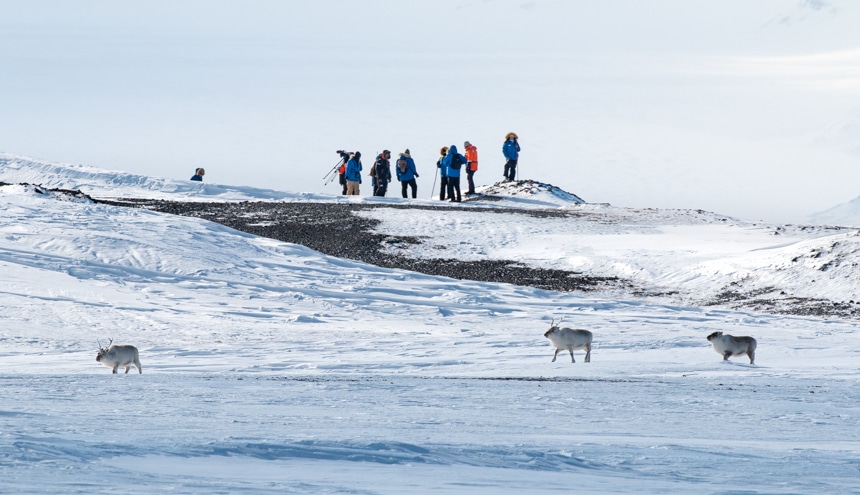 Svalbard cruise travelers stand on a snowy hill side and watch a group of reindeer walk the white icy arctic landscape below them.