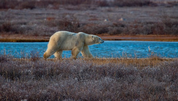 A solitary polar bear walks amid dry grass and blue water on the shore of Hudson Bay in Churchill, Canada.
