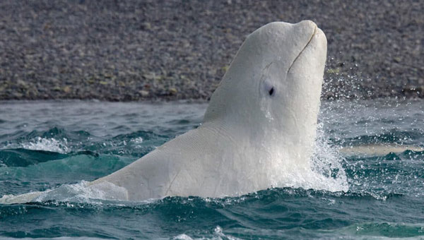 A beluga whale sticks its head above water along the shoreline during one of AdventureSmith's Canada wildlife tours.