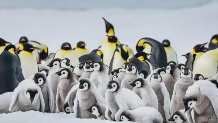 Back row of adult emperor penguins & front row of gray chicks, seen on the Emperor Penguin Quest in Antarctica.