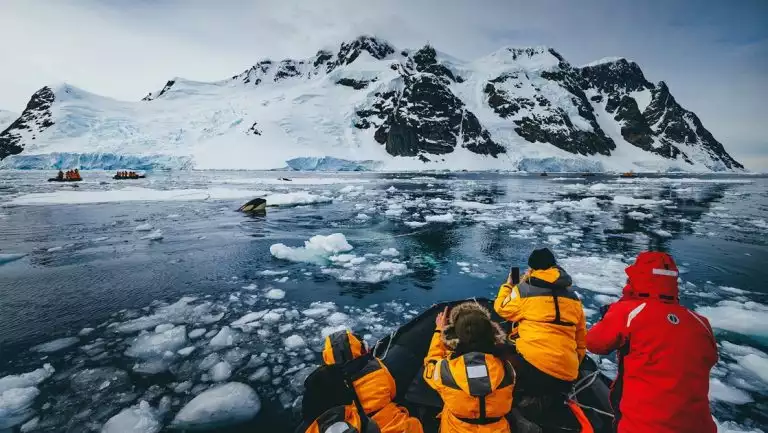 Antarctica travelers in bright jackets sit in Zodiac boats & photograph an orca coming out of the icy water.