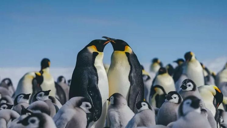 2 adult emperor penguins with tall bodies stand touching beaks with a large group of gray chicks in front, in Antarctica.