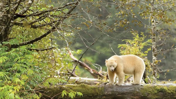 Albino Spirit Bear on a downed log in green forest, seen during spirit bear photography tours.