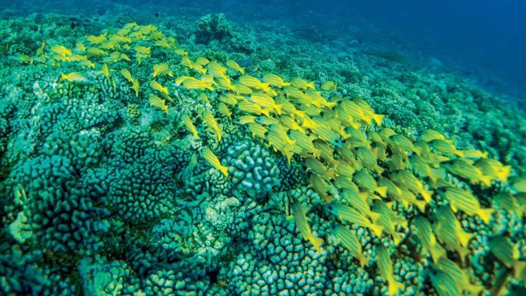 Underwater scene of bright yellow school of fish swimming over top of turquoise coral seen on a New Zealand to Melanesia cruise.