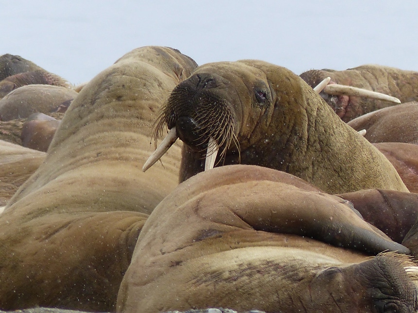 A blubbery svalbard walrus with wrinkled brown skin, long white tusks and whiskers,  pups its head up from it's group. 