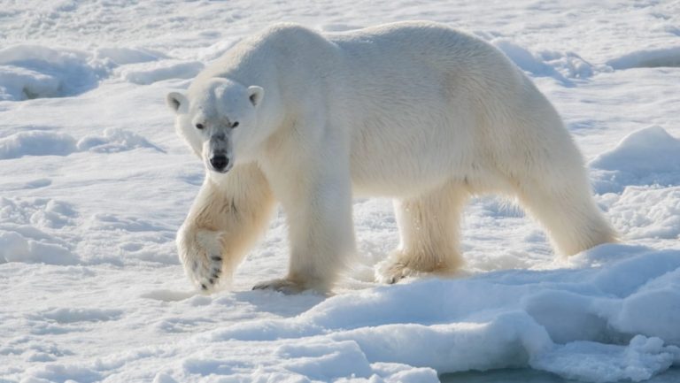 Large polar bear lifts a front paw and stares while walking over snow & ice, seen during an Arctic cruise in Canada.