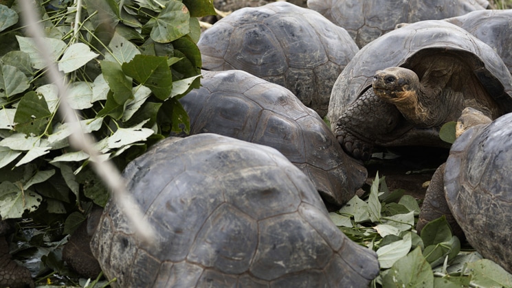 Galapagos tortoises bunch together amongst green leafy plants, seen on a Grand Majestic cruise.