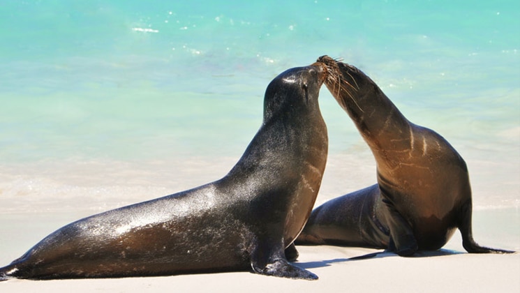 2 sea lions kiss on a white-sand beach beside turquoise water on a sunny day during a Grand Majestic cruise.