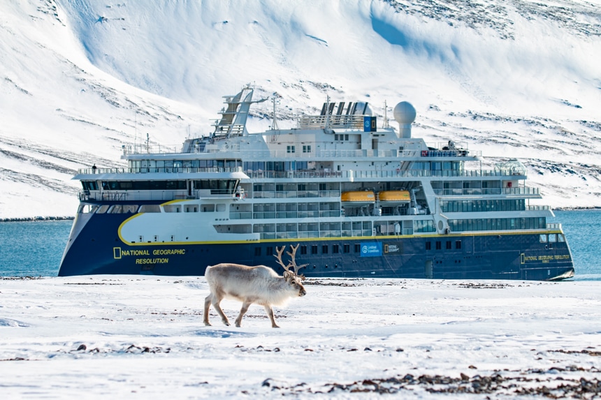 An arctic reindeer walks in front of the blue and white National Geographic Resolution ship parked near the icy shoreline.