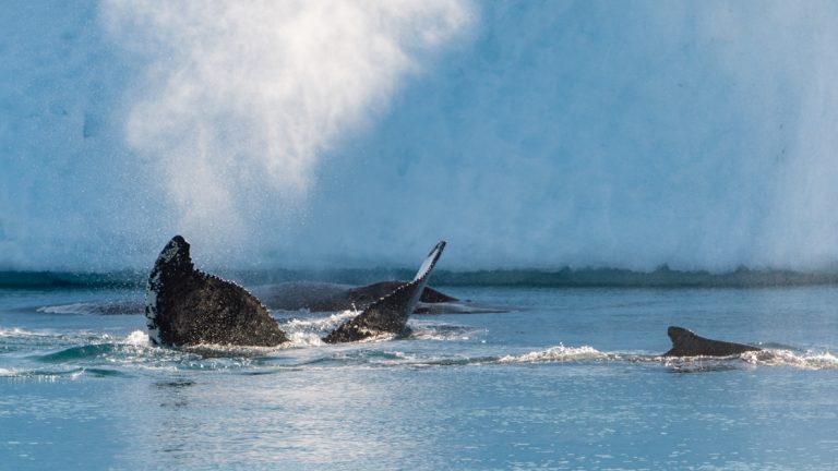 Dorsal fins, tails, and air from blowholes are seen from a small pod of whales swimming off the coast of Greenland