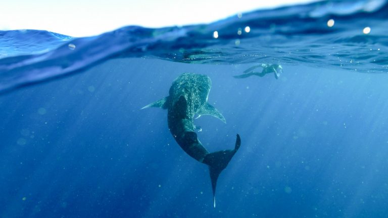 Snorkeler at water's surface photographs a large whale shark swimming nearby in clear water on western Australia cruises.