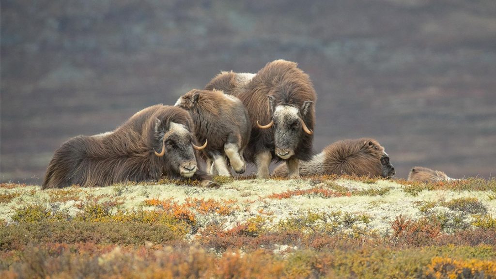 A herd of arctic muskoxen, a stocky mammal with a large head, long dark brown fur, and two horns, sit on a fall colorful hillside