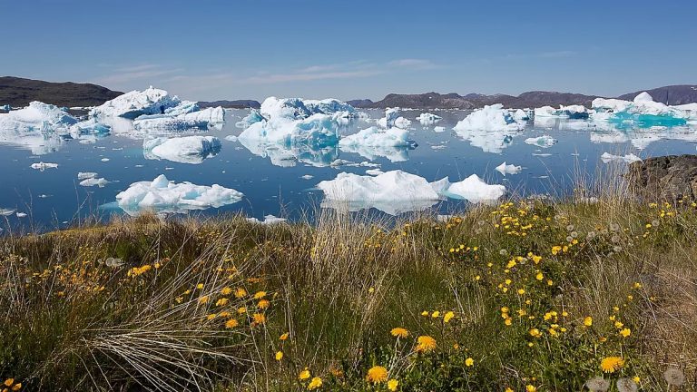 In the northwest passage, a shoreline of green grass and yellow flowers leads to the blue sea filled of floating icebergs.