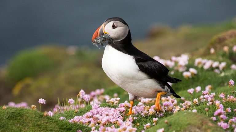An Atlantic puffin seen in Fair Isle, Scotland with a fish in its mouth and pink flowers over a green mossy ground.