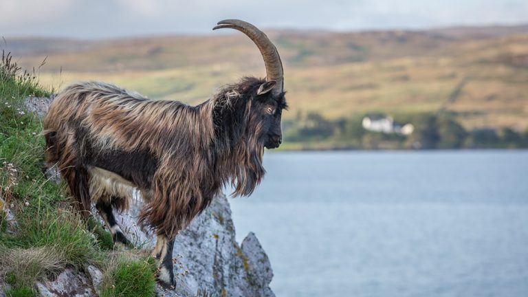 A wild goat stands with its fully body and big horns seen in profile view on a cliff above the water in the Inner Hebrides of Scotland.