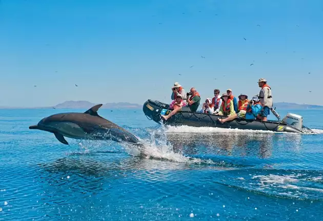 An inflatable black stiff quickly cruises alongside a pod of dolphins as they jump from the water.