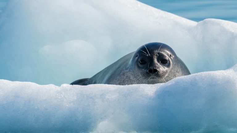A portrait of a grey seal resting on an iceberg floating in the sea around the Nansen fjord in Greenland north of the Arctic Circle