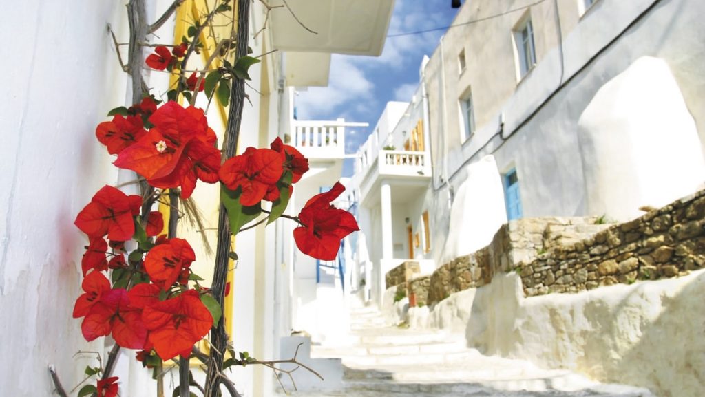 Red flowers on whitewashed Mukonos street, with cobblestones & stairs leading past 2-story buildings.