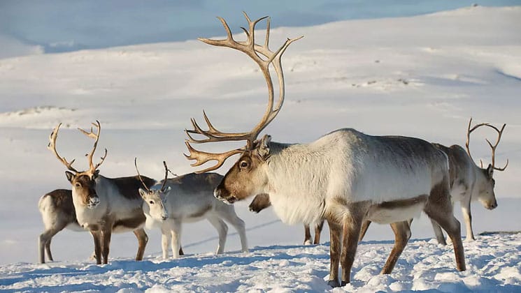 A small family of white- & brown-coated reindeer of various ages stands atop the snow on a sunny day, seen in Spitsbergen.
