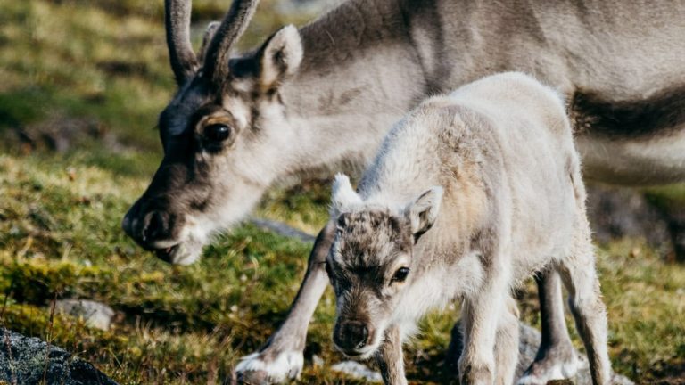 A mother reindeer seen behind her calf on a mossy grass ground