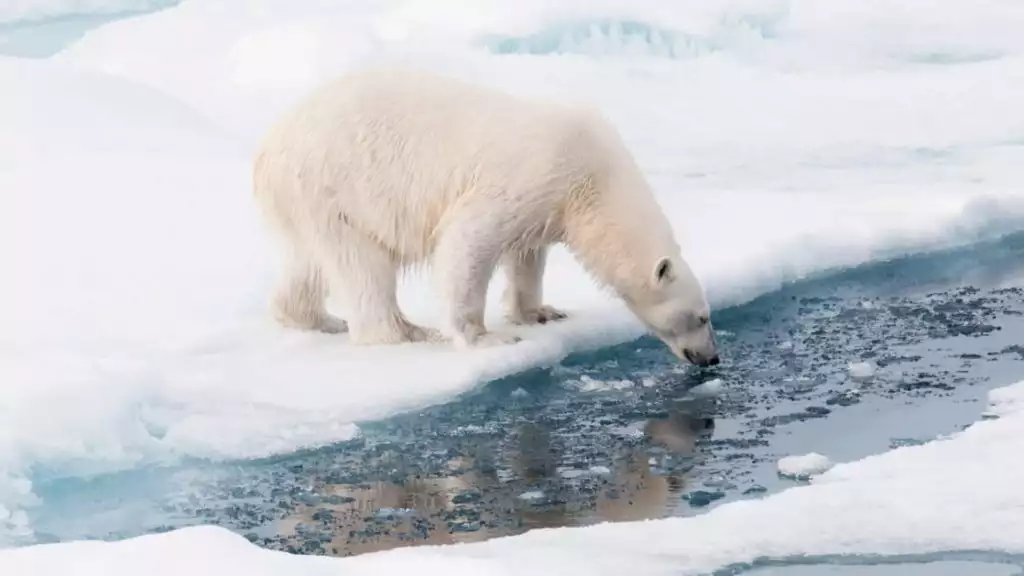 A polar bear standing on ice drinking water from aboard a Svalbard Odyssey cruise