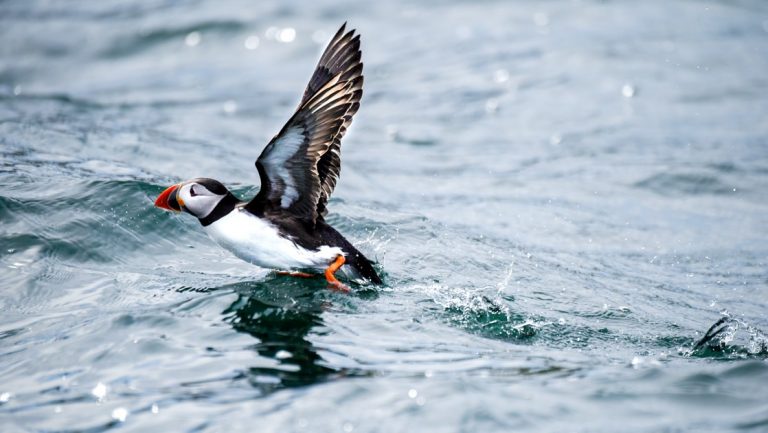 Puffin bird takes off out of choppy water in the rain, seen during the Treasures of Ireland & The British Archipelagoes trip.