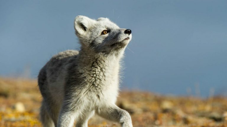 A white arctic fox sniffs the air in a grassy field with one leg poised up.