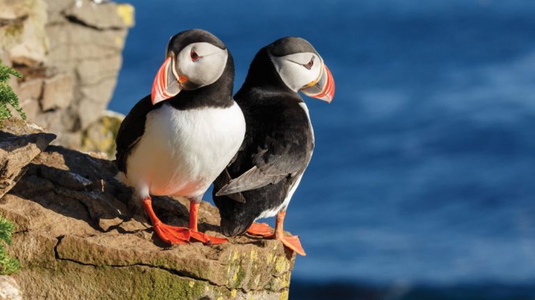 Two puffins seen up close in Iceland