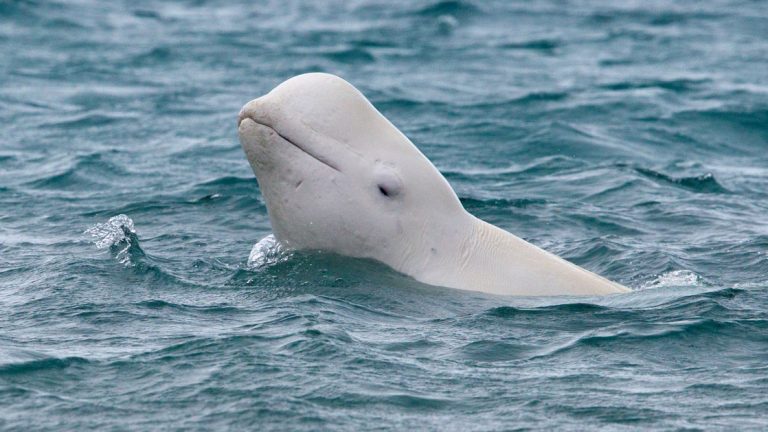 A white beluga whale peeks its head out of the water