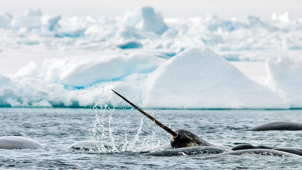A narwhal seen with its head and giant tusk splashing out of the water with icebergs behind it and other whales in the water
