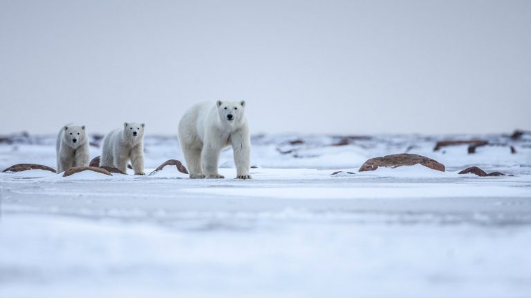 A polar bear mom and two cubs seen on the ice, walking toward the camera