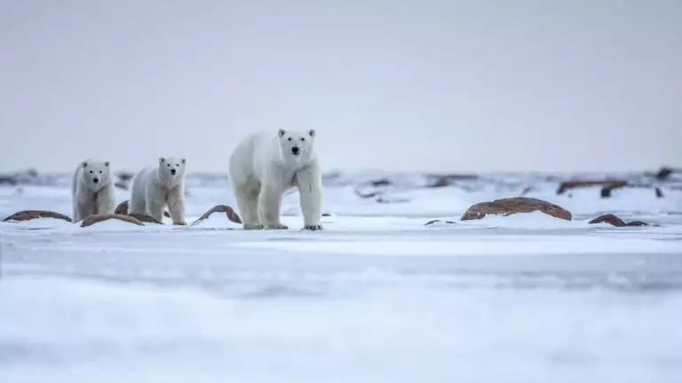 A polar bear mom and two cubs seen on the ice, walking toward the camera