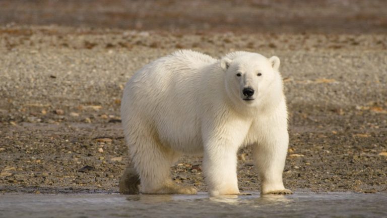 A polar bear on a brown tundra shore faces the camera while standing